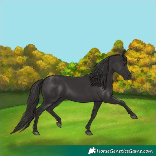 Horse Color:Smoky Black