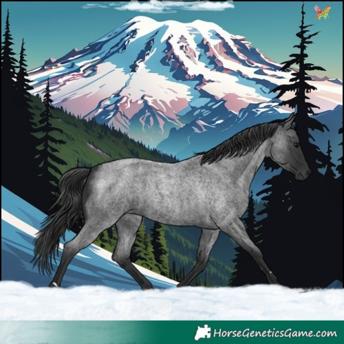 Horse Color:Blue Roan 
