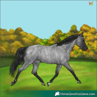 Horse Color:Blue Roan