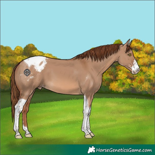 Horse Color:Red Dun Sabino Tobiano Varnish 