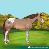 Horse Color:Red Dun Sabino Tobiano Varnish 