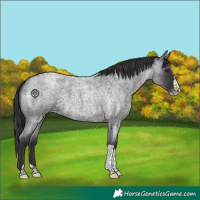 Horse Color:Smoky Blue Roan Splash Tobiano Varnish 