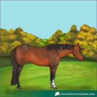 Horse Color:Bay Sabino 