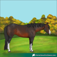 Horse Color:White Spotted Brown 