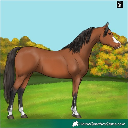 Horse Color:Bay 