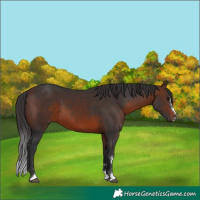 Horse Color:Brown 