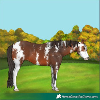 Horse Color:Bay Sabino 