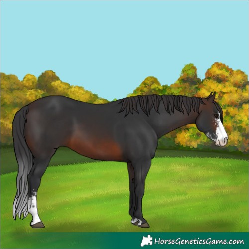 Horse Color:Brown Sabino 