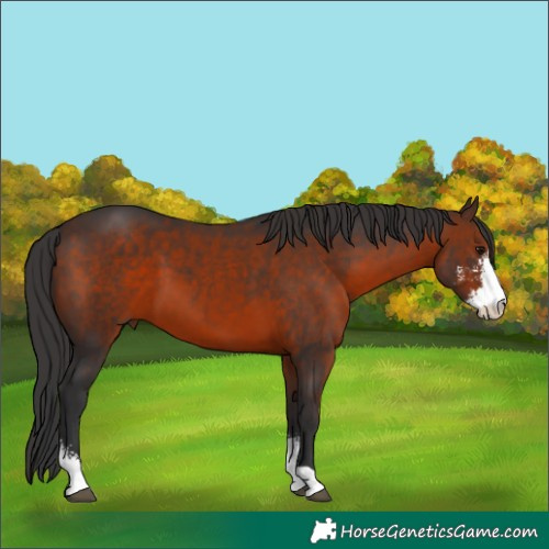 Horse Color:Brown Sabino 