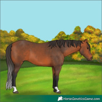 Horse Color:Bay 