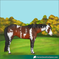 Horse Color:Brown Sabino 