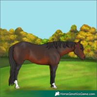 Horse Color:Brown 