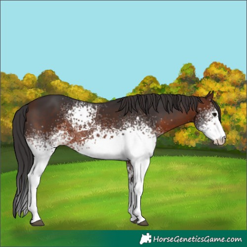 Horse Color:White Spotted Brown 