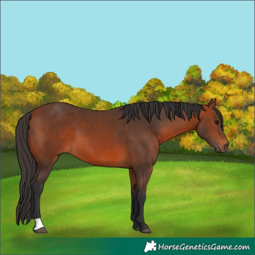 Horse Color:Bay 
