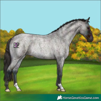 Horse Color:Midnight Bay Ice Roan Onyx Rabicano
