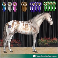 Horse Color:Bay Onyx Appaloosa