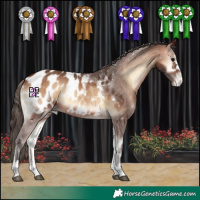 Horse Color:Bay Onyx Appaloosa