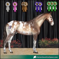 Horse Color:Bay Onyx Appaloosa