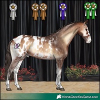 Horse Color:Bay Onyx Appaloosa