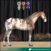 Horse Color:Bay Onyx Appaloosa 