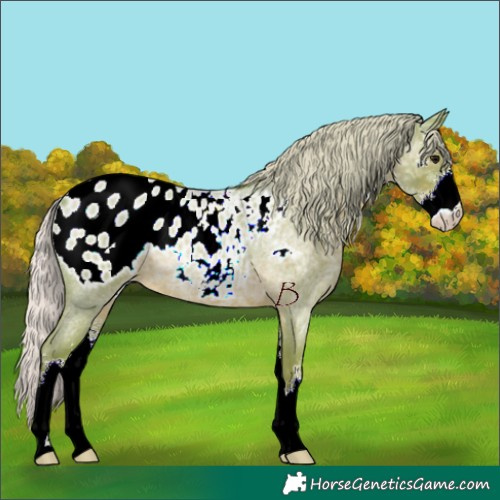 Horse Color:Watercolor Silver Blue Ice Roan Sabino Appaloosa Rabicano