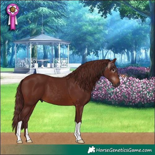 Horse Color:Gray Chocolate Bay 