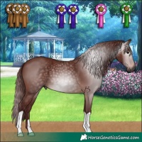 Horse Color:Gray Chocolate Bay 