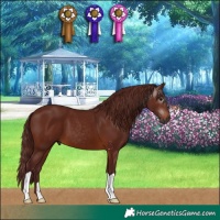 Horse Color:Gray Chocolate Bay 