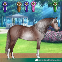 Horse Color:Gray Chocolate Bay 