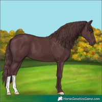 Horse Color:Chocolate Black