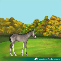 Horse Color:Grullo Onyx