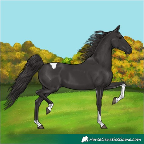 Horse Color:Smoky Black Tobiano