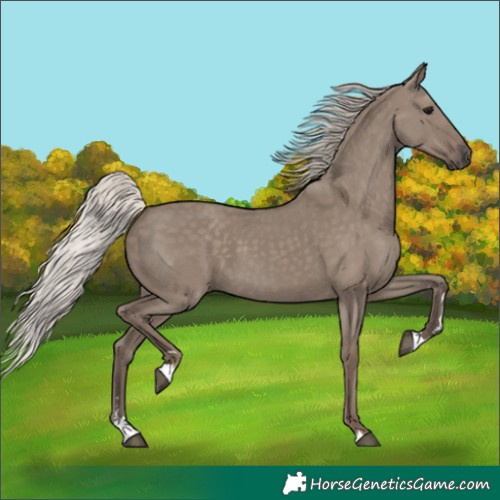Horse Color:Silver Grullo