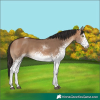 Horse Color:White Spotted Bay Dun Tobiano