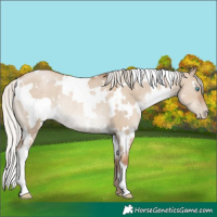 Horse Color:White Spotted Silver Grullo Pearl Rabicano 