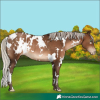 Horse Color:Gray White Spotted Silver Brown Pearl Appaloosa Rabicano