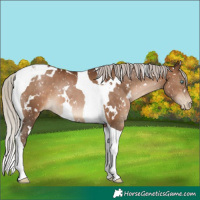 Horse Color:Gray White Spotted Silver Brown Pearl Tobiano Appaloosa 