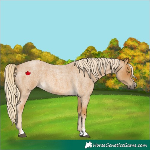 Horse Color:Palomino Roan 
