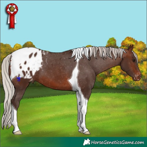 Horse Color:Silver Brown Tobiano Appaloosa 