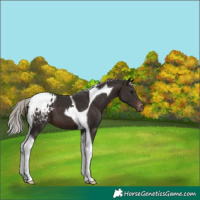 Horse Color:Silver Brown Tobiano Appaloosa 