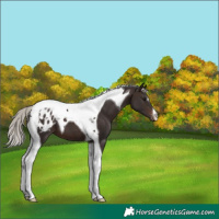 Horse Color:Silver Brown Tobiano Appaloosa