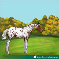 Horse Color:Silver Brown Tobiano Appaloosa