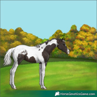 Horse Color:Silver Brown Tobiano Appaloosa