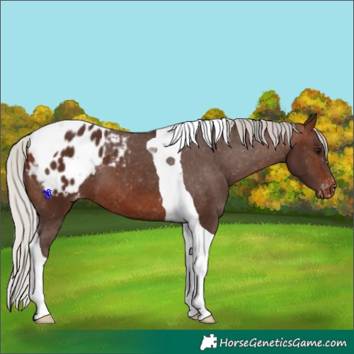 Horse Color:Silver Brown Tobiano Appaloosa 