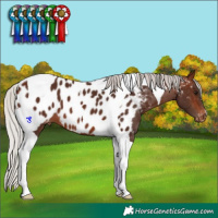 Horse Color:Silver Brown Tobiano Blanket