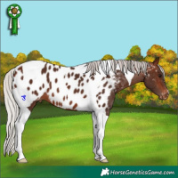 Horse Color:Silver Brown Tobiano Appaloosa