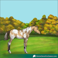 Horse Color:White Spotted Buckskin Dun