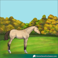 Horse Color:Buckskin Dun 