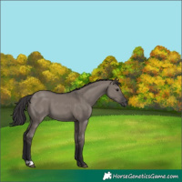 Horse Color:Smoky Grullo 