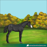 Horse Color:Black Sabino